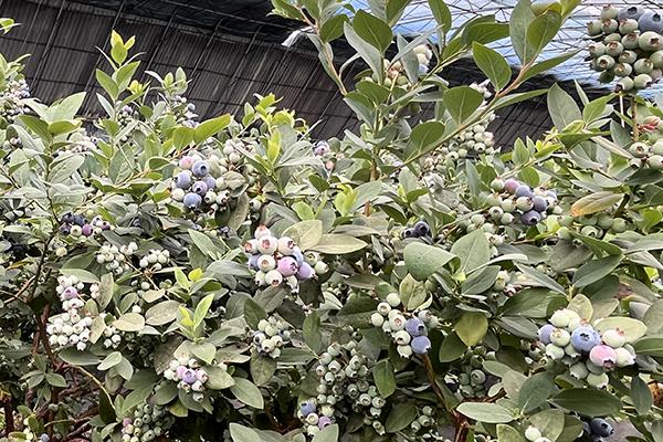 CA88(中国区)有限公司 - 官方网站